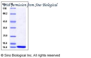 Sino Biological 12729-HNAE1 image 1