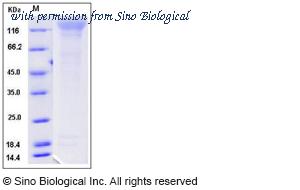 Sino Biological 50758-M08H image 1
