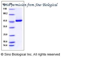 Sino Biological 10841-H08B image 1
