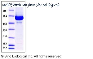 Sino Biological 11266-H07B image 1