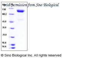 Sino Biological 13147-H08H image 1