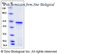 Sino Biological 12644-H07E image 1