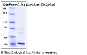 Sino Biological 12726-H07E image 1