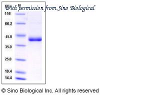 Sino Biological 50724-M02H image 1