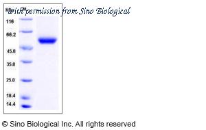 Sino Biological 50990-M08H image 1