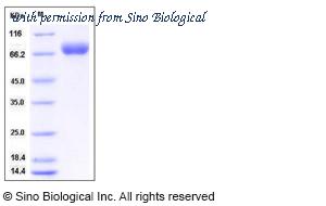 Sino Biological 50960-M08H image 1