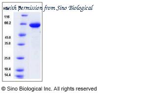 Sino Biological 12177-H08H image 1