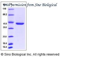 Sino Biological 80097-R08H image 1