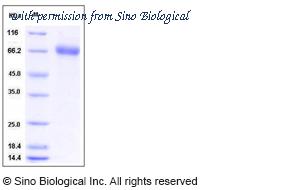 Sino Biological 50827-M08H image 1