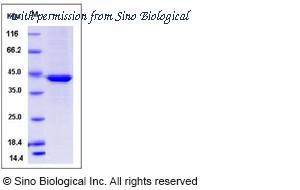 Sino Biological 50371-M08B image 1