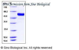 Sino Biological 11326-H08B image 1