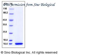 Sino Biological 10474-H07E image 1