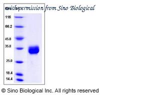 Sino Biological 13168-H08H image 1