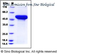 Sino Biological 11287-H07E image 1