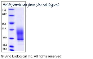 Sino Biological 13171-H08H image 1