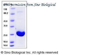 Sino Biological 12442-H07E image 1