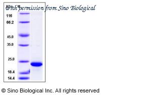 Sino Biological 12482-H07E image 1