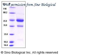 Sino Biological 50157-M01H image 1