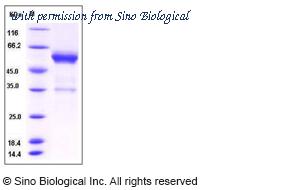 Sino Biological 50913-M01H image 1