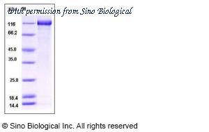 Sino Biological 10178-H08B image 1