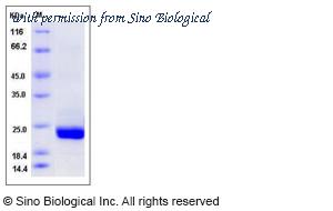 Sino Biological 12902-H07E image 1