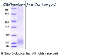 Sino Biological 50677-M08B image 1