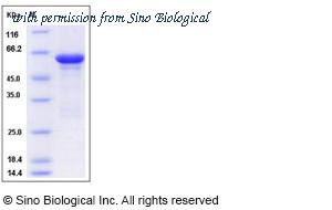 Sino Biological 13207-H09E image 1
