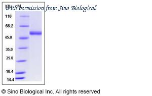 Sino Biological 10909-H08B image 1