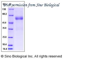 Sino Biological 11338-H02H image 1