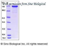 Sino Biological 12426-H08H image 1