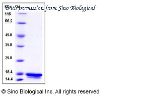 Sino Biological 12725-H07E image 1