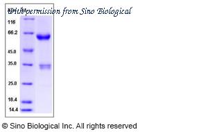 Sino Biological 13152-H02H image 1