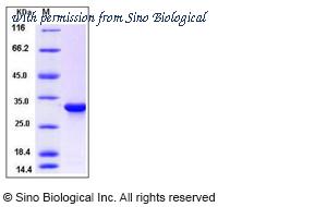 Sino Biological 13227-H07E image 1