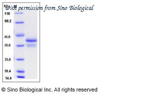 Sino Biological 50488-M01H image 1
