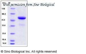 Sino Biological 50525-M01H image 1