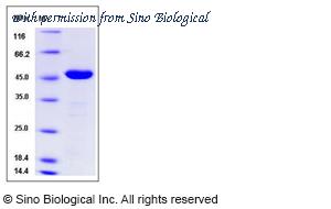 Sino Biological 50778-M08H image 1