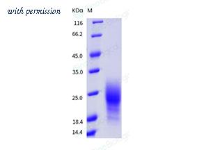 Sino Biological 50939-M08H image 1