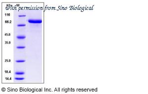 Sino Biological 50994-M08H image 1