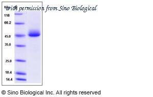 Sino Biological 51018-M08H image 1