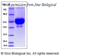 Sino Biological 51043-M01H image 1