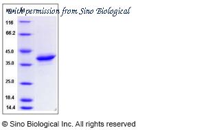 Sino Biological 80066-R01H image 1