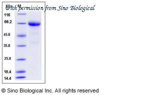 Sino Biological 10293-H01H image 1