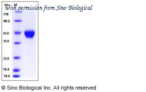 Sino Biological 50774-M08H image 1