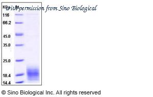 Sino Biological 10672-H08B image 1