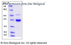 Sino Biological 13504-HNAH image 1