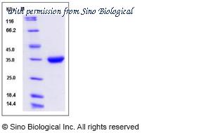 Sino Biological 13505-HNAH image 1