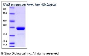 Sino Biological 51094-MNAH image 1