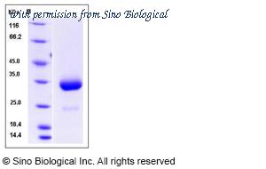 Sino Biological 51096-MNAH image 1