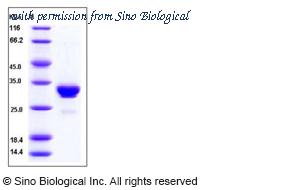 Sino Biological 11047-TNAH image 1