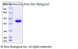 Sino Biological 10159-H08H image 1